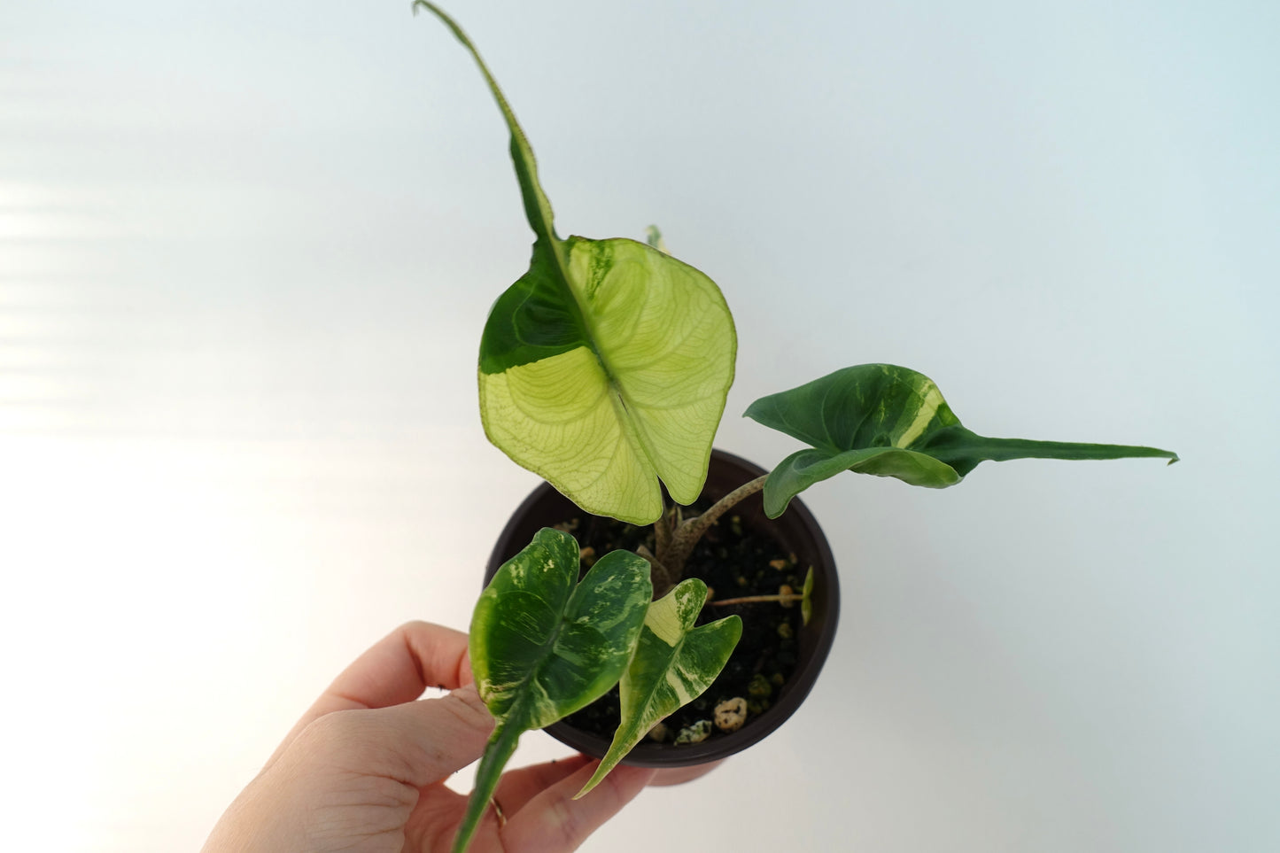 Alocasia Stingray 'Aurea' - ASA002