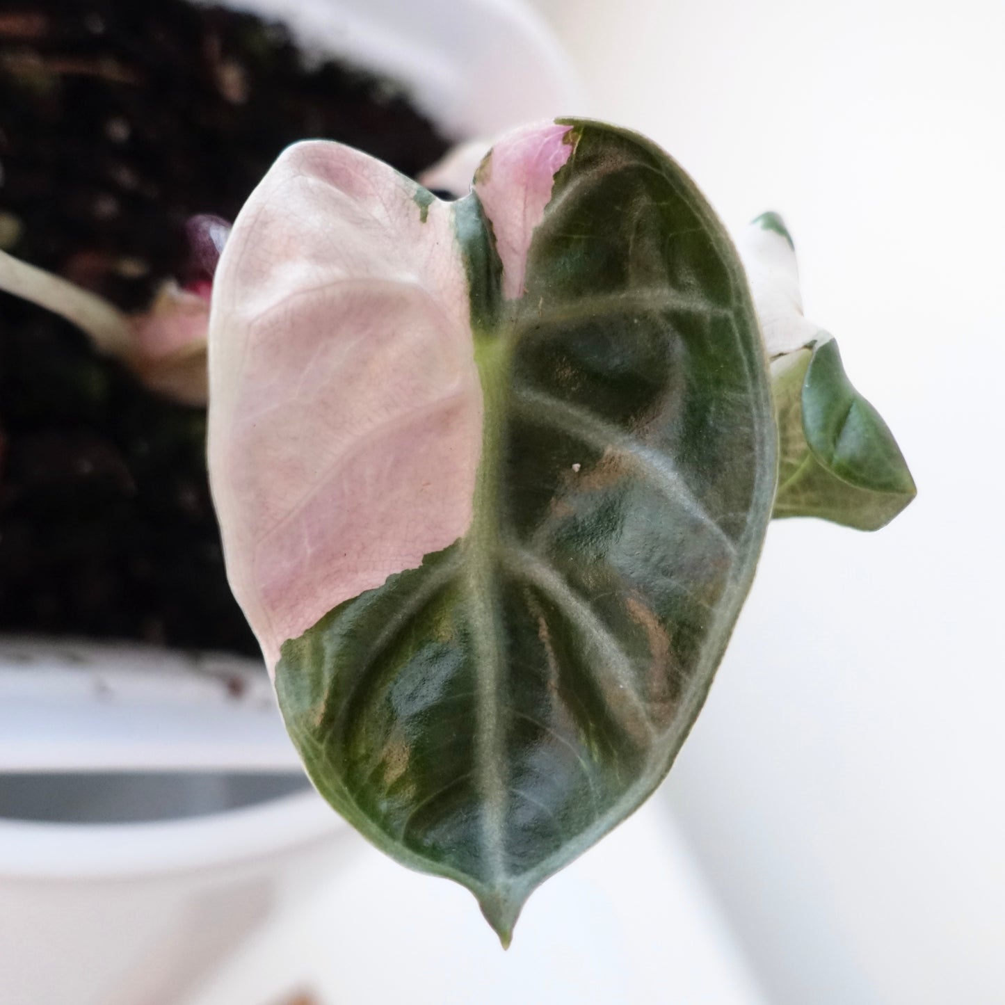 Alocasia Balloon Heart Pink - ABHP001