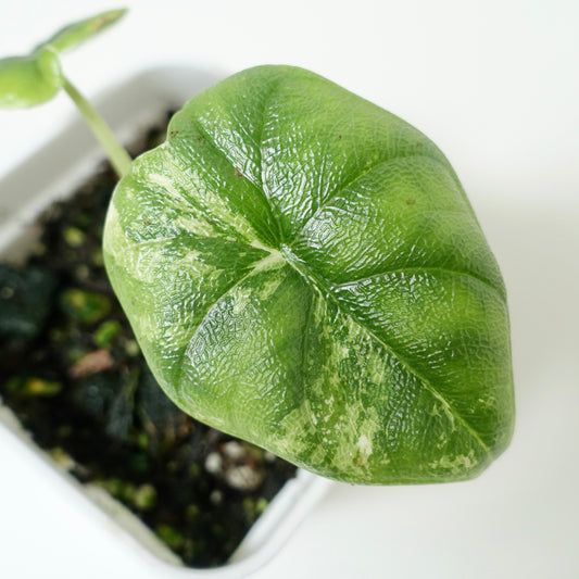 Alocasia Melo 'Albo' - 001 - CLEARANCE