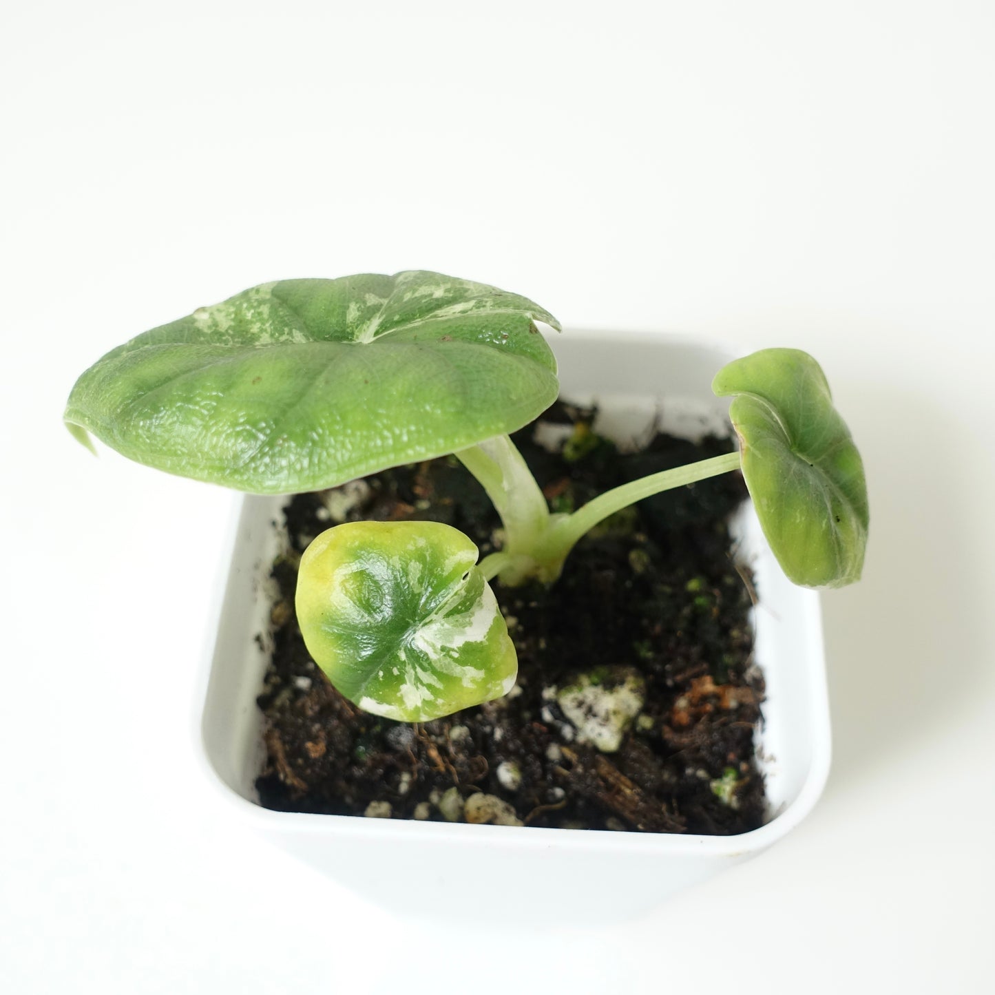 Alocasia Melo 'Albo' - 001 - CLEARANCE