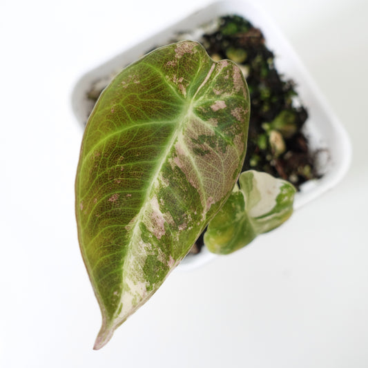 Alocasia Black Velvet ‘Albo&Pink' - 001