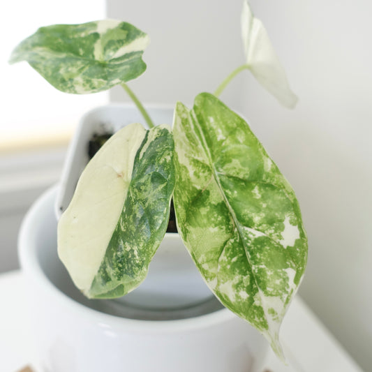 Alocasia Dragon Scale 'Albo' - ADS002