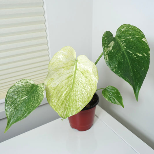Monstera White Monster - 001