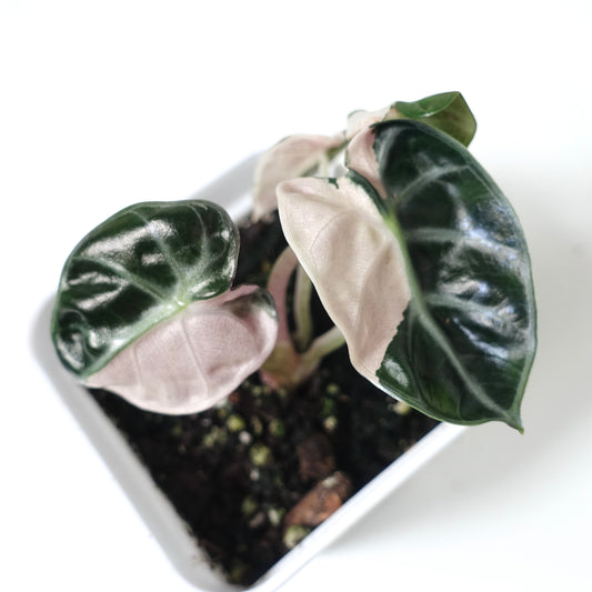 Alocasia Balloon Heart Pink - ABHP001