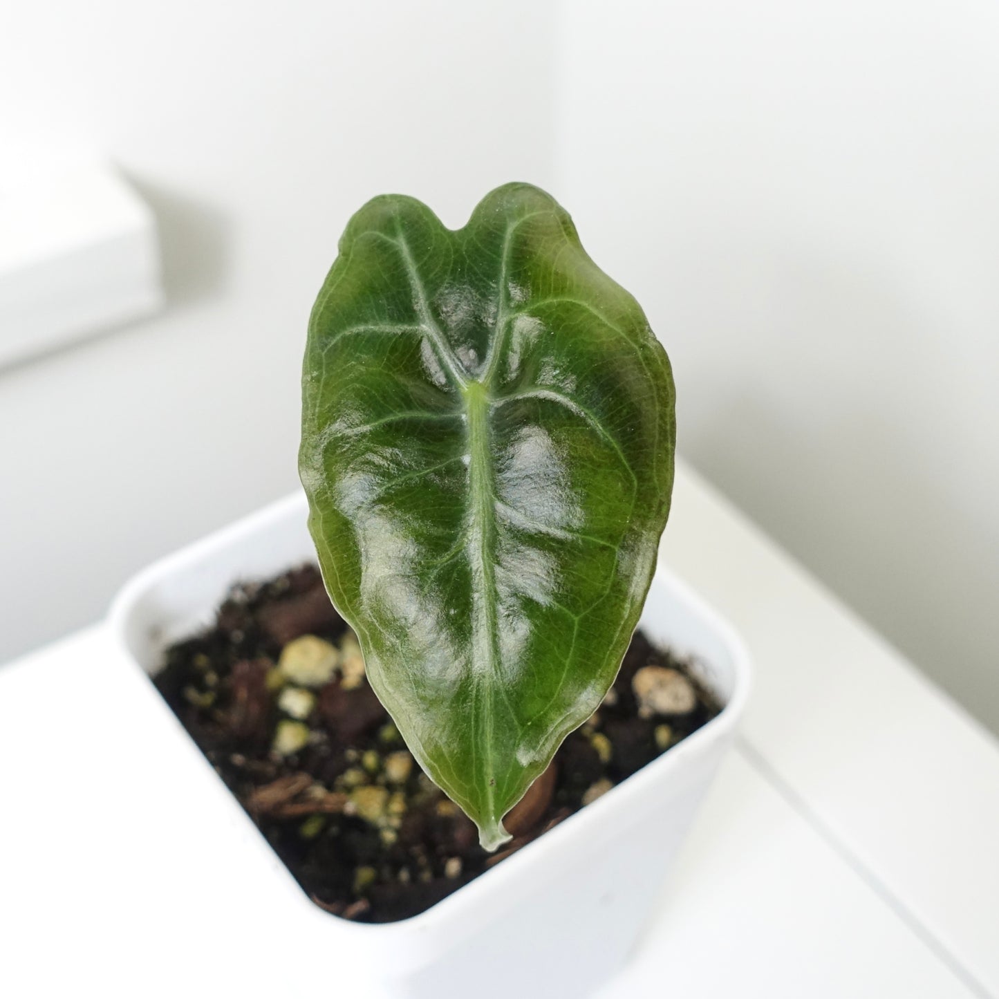 Alocasia Venom - 001