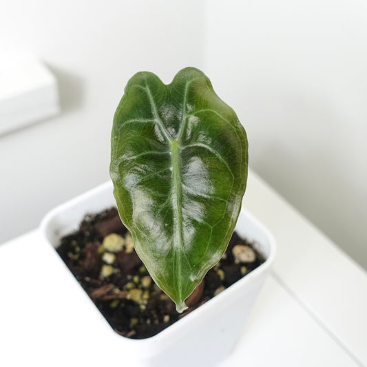 Alocasia Venom - 001