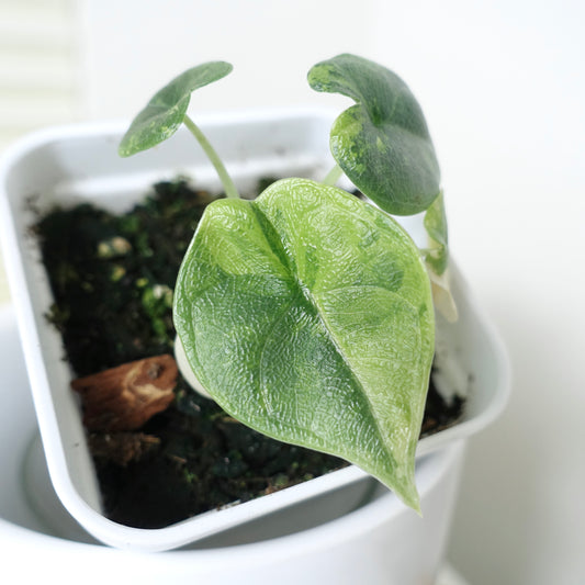 Alocasia Melo 'Aurea' - 001 - CLEARANCE