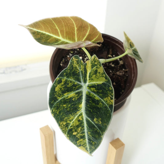 Alocasia Black Velvet ‘Golden' Variegated - ABVG001