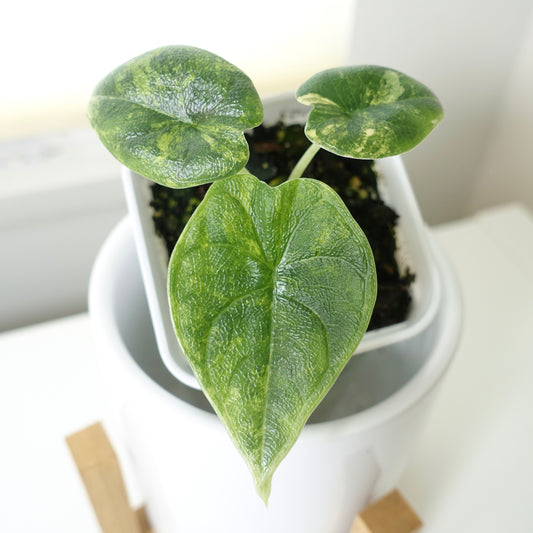 Alocasia Melo 'Aurea' - 002 - CLEARANCE