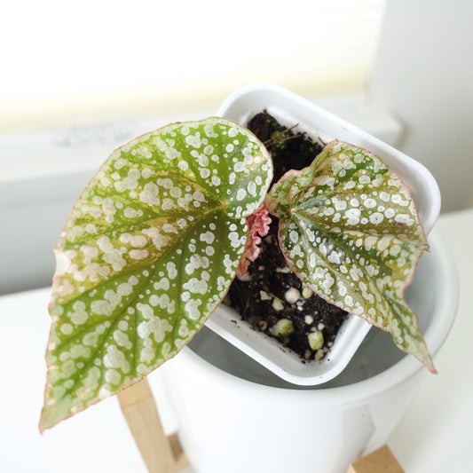 Begonia Snow Capped Pink Variegated - 001