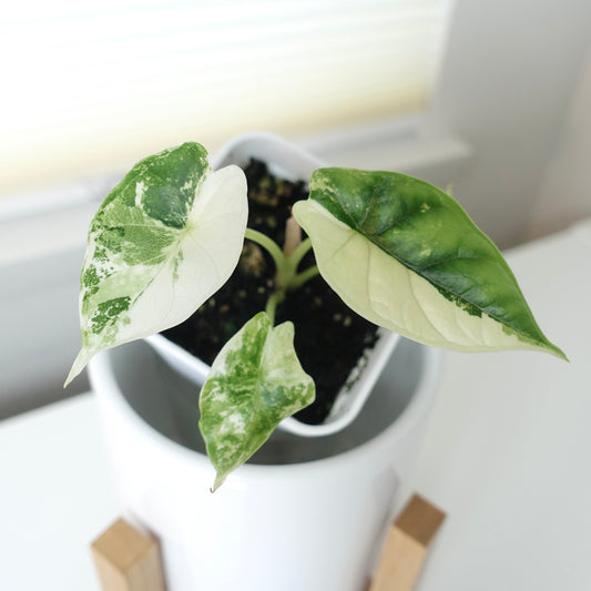 Alocasia Dragon Scale 'Albo' - ADS001