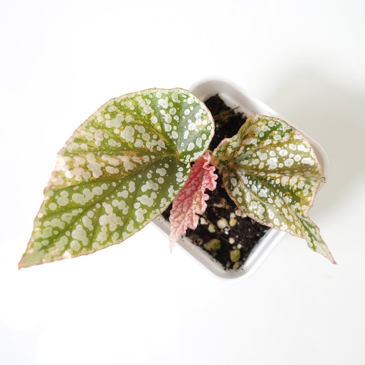 Begonia Snow Capped Pink Variegated - 001