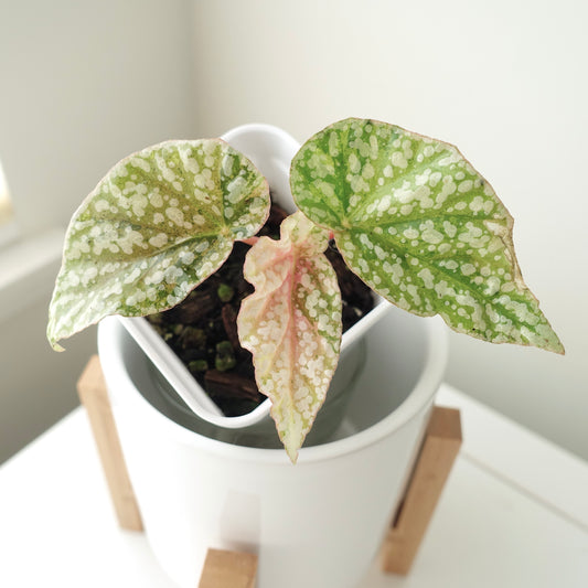 Begonia Snow Capped Pink Variegated - 002