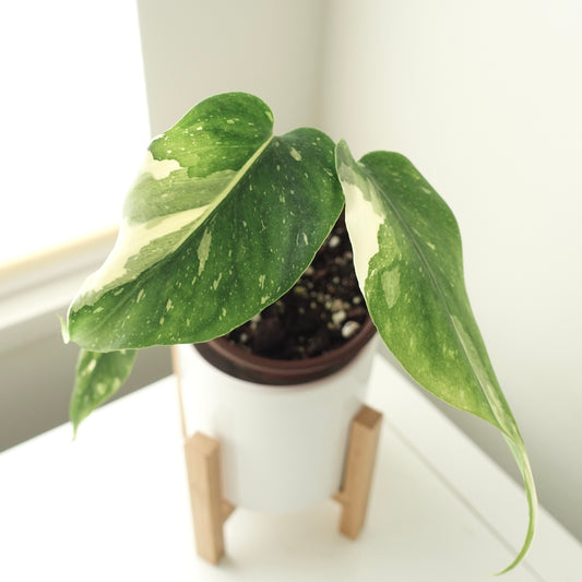 Monstera Thai Constellation - 001