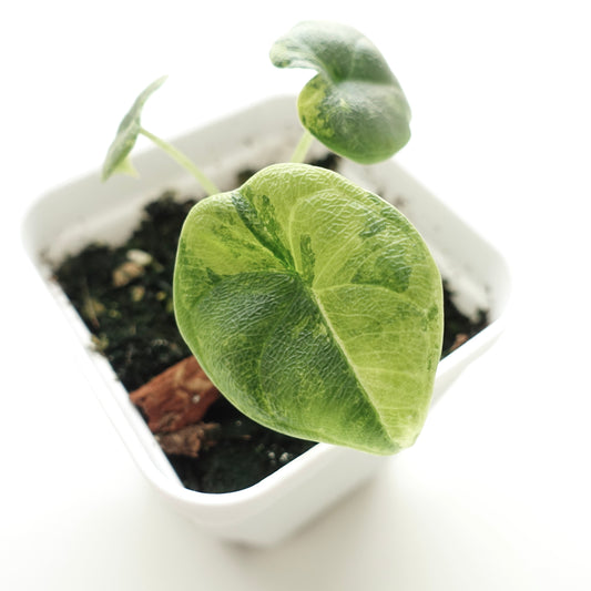 Alocasia Melo 'Aurea' - 001 - CLEARANCE