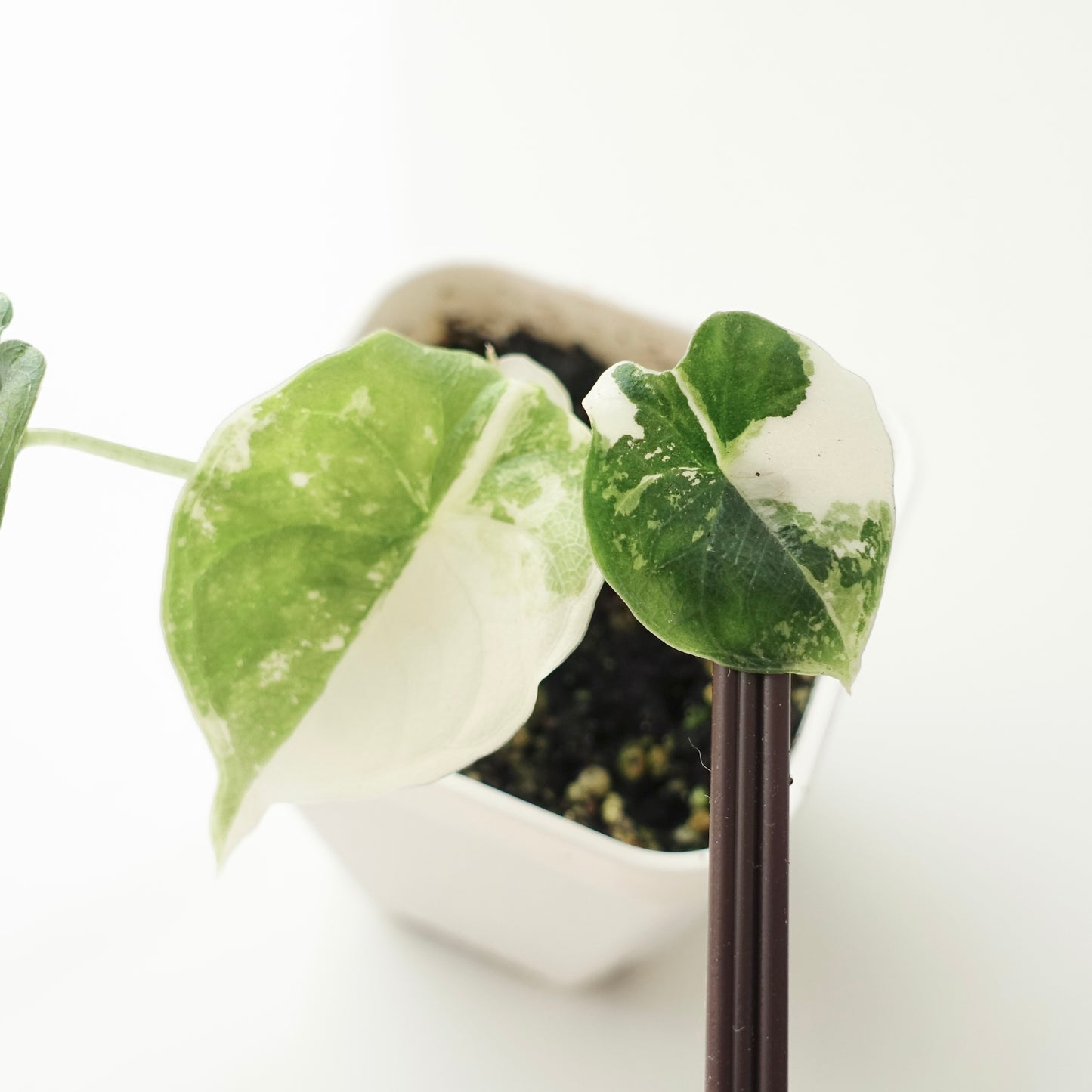 Alocasia Melo 'Albo' - 001 - CLEARANCE