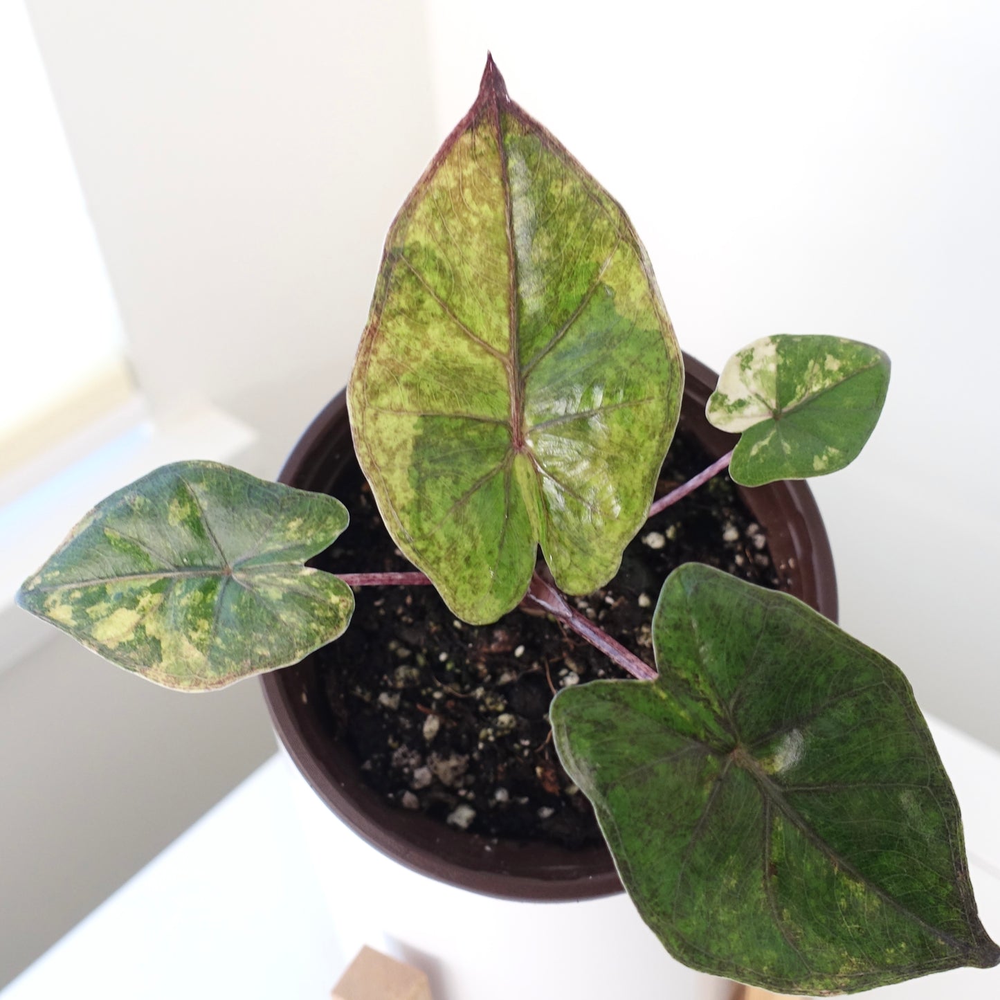 Alocasia Yucatan Princess 'Aurea'- 003 - CLEARANCE