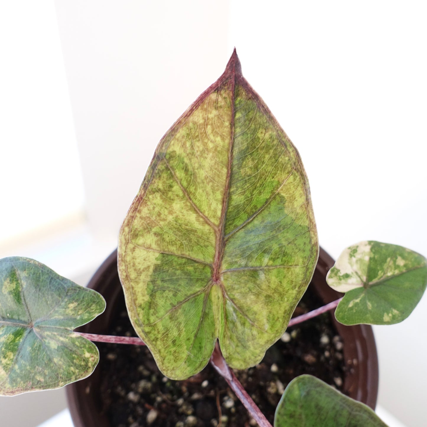 Alocasia Yucatan Princess 'Aurea'- 003 - CLEARANCE