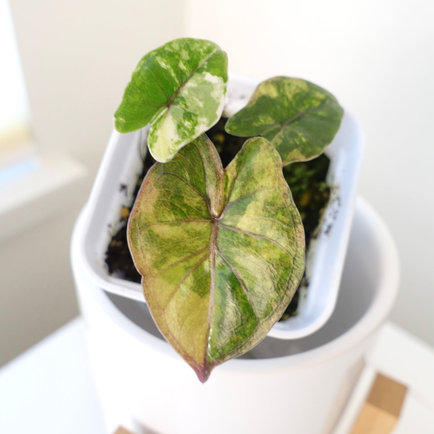 Alocasia Yucatan Princess 'Aurea'- 002 - CLEARANCE