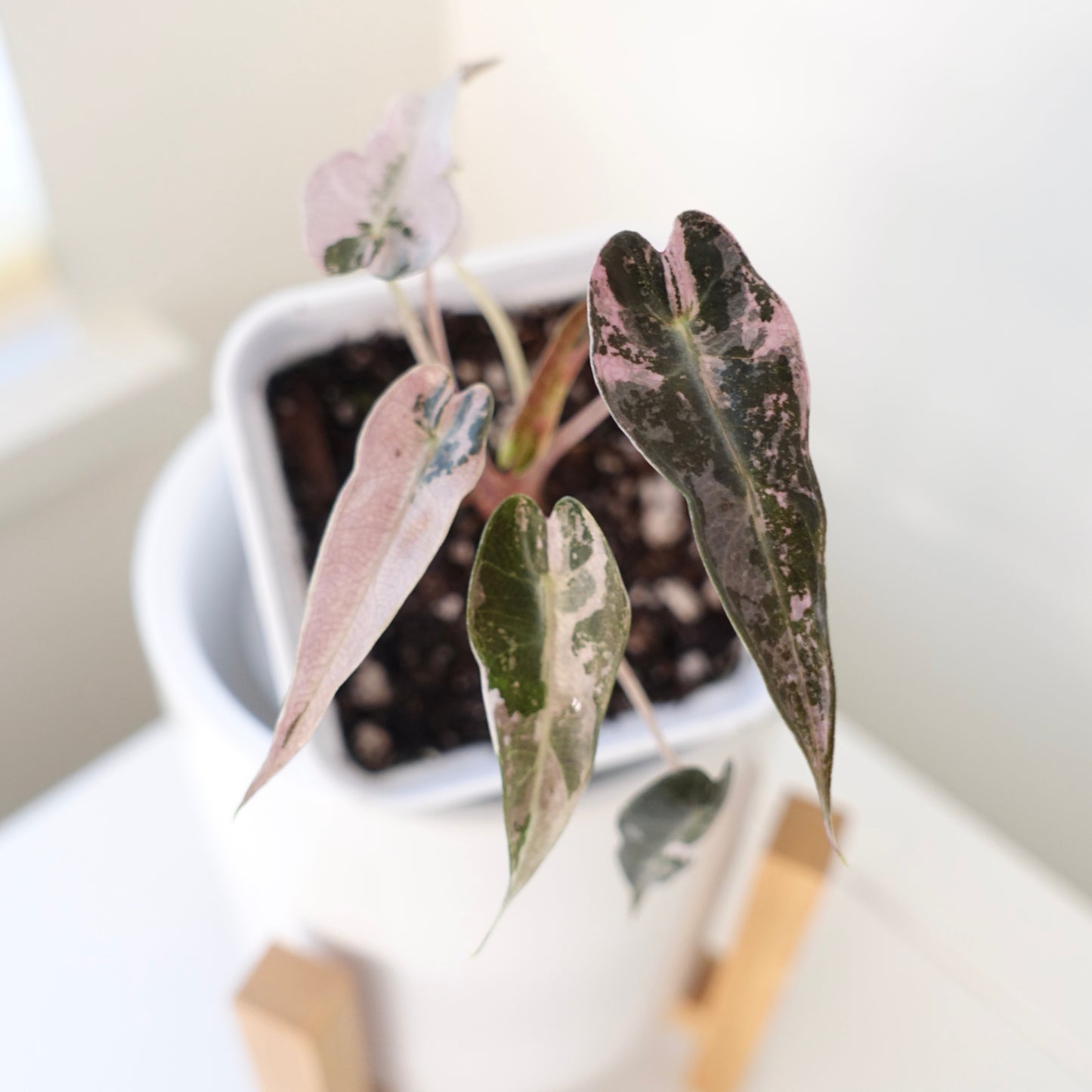 Alocasia Bambino Pink - 001