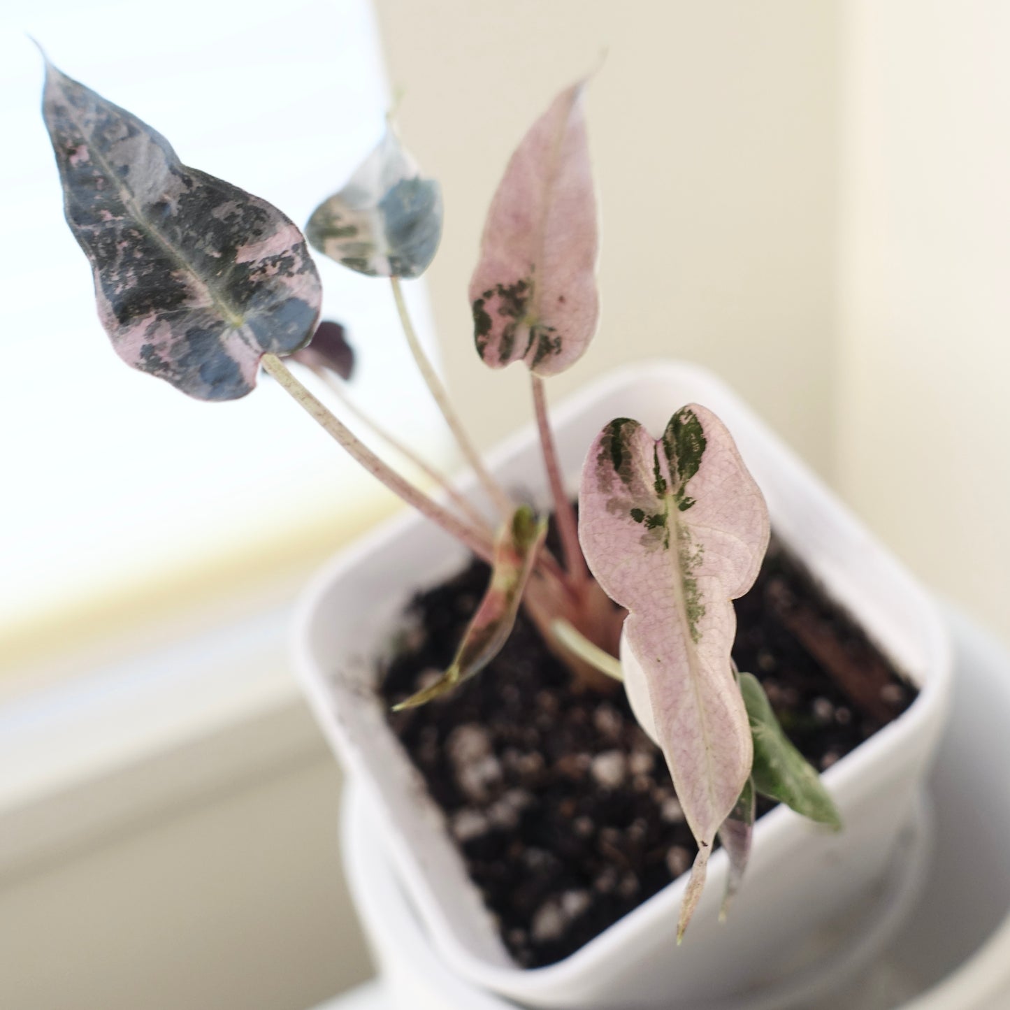 Alocasia Bambino Pink - 001