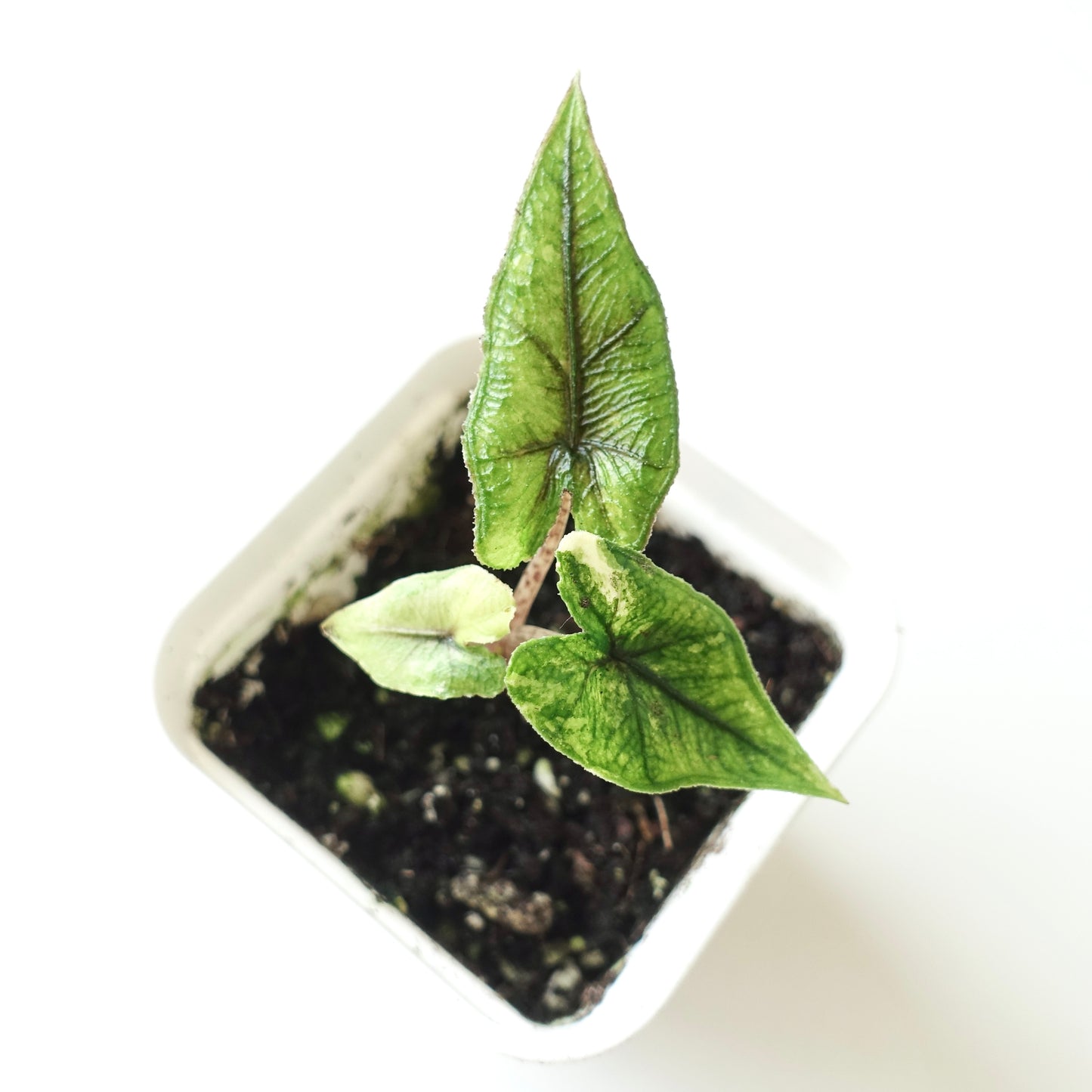 Alocasia Jacklyn Variegated 'Aurea' - 001 - CLEARANCE