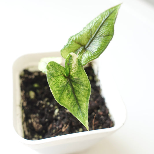 Alocasia Jacklyn Variegated 'Aurea' - 001 - CLEARANCE