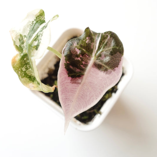 Alocasia Polly 'Pink&Albo'- 003