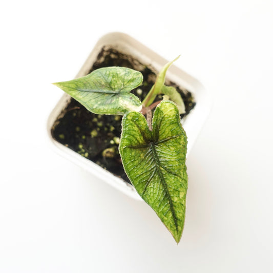 Alocasia Jacklyn Variegated 'Aurea' - 001