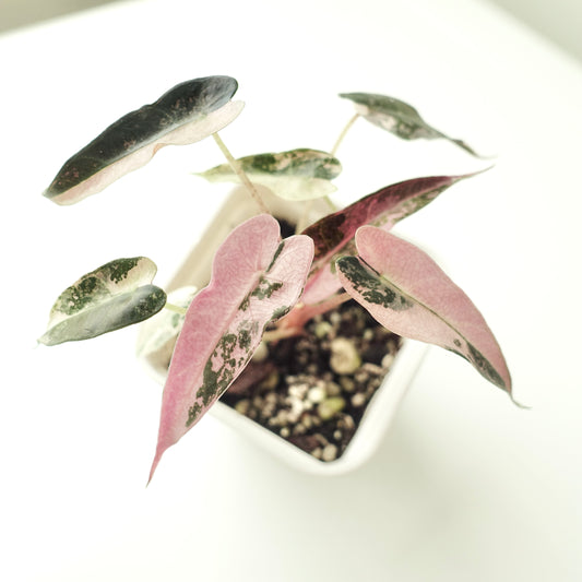 Alocasia Bambino Pink - 002