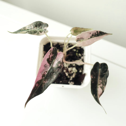 Alocasia Bambino Pink - 004