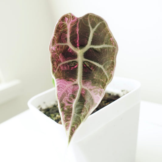 Alocasia Watsoniana Glossy Pink Variegated - 001