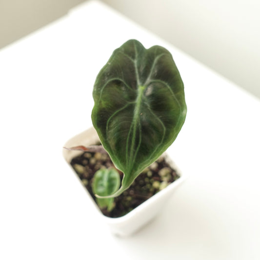 Alocasia Venom - 001