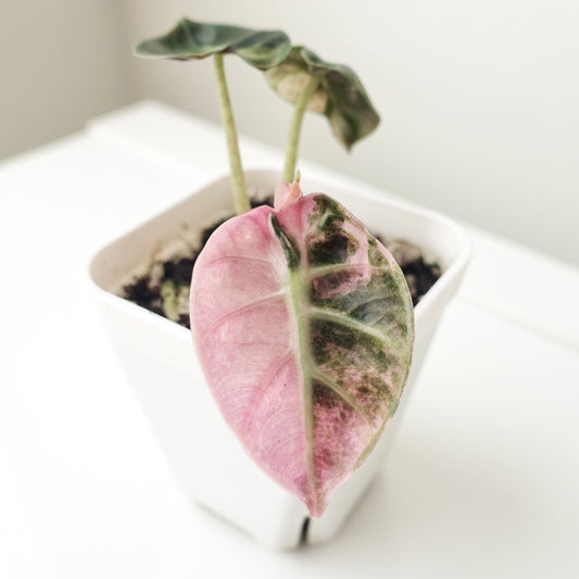 Alocasia Balloon Heart Pink - ABHP001