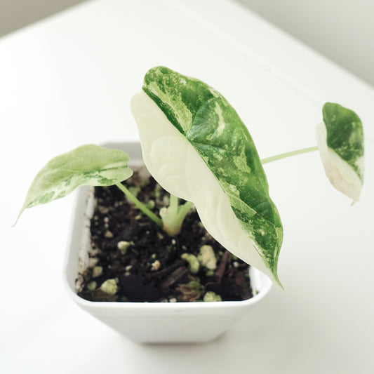 Alocasia Dragon Scale 'Albo' - ADS001 -CLEARANCE