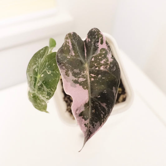 Alocasia Polly 'Pink&Albo'- 001