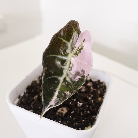 Alocasia Polly 'Pink&Albo'- 002