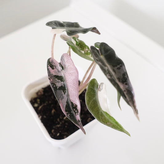 Alocasia Bambino Pink - 003