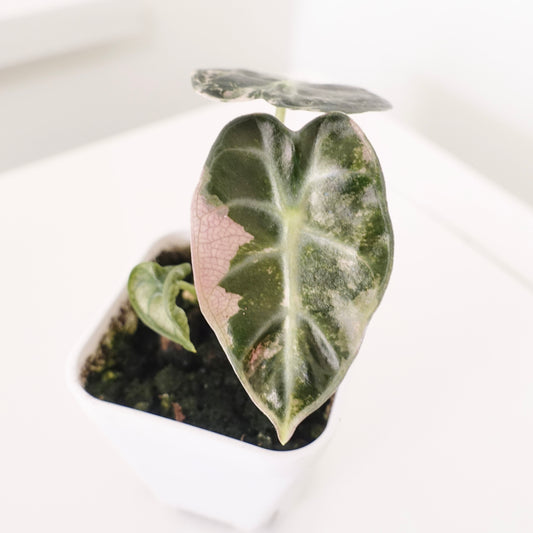 Alocasia Balloon Heart Pink - ABHP003