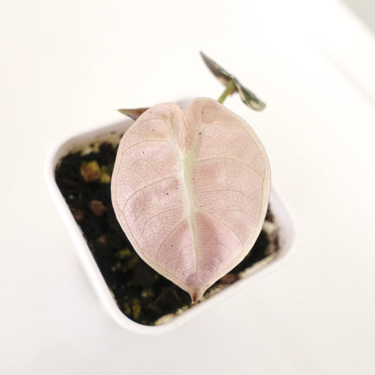 Alocasia Balloon Heart Pink - ABHP002