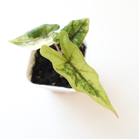 Alocasia Jacklyn Variegated 'Aurea' - 001
