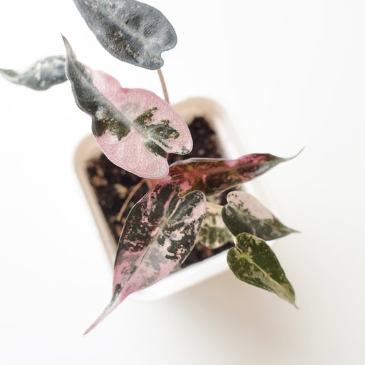 Alocasia Bambino Pink - 005