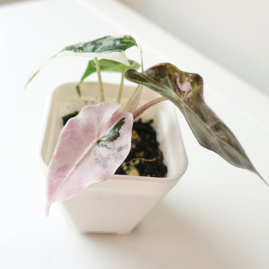 Alocasia Polly 'Pink&Albo'- 005