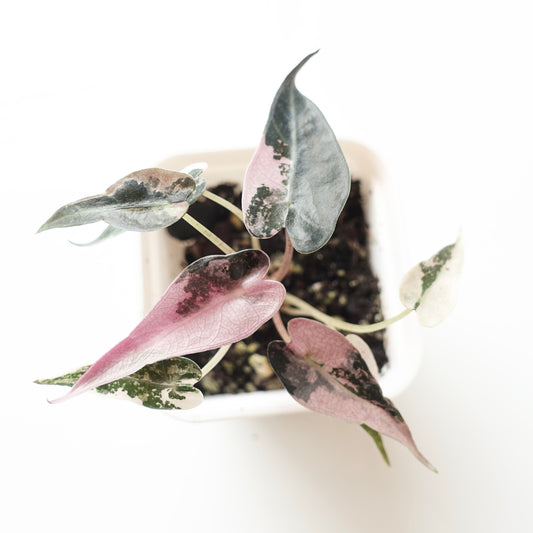 Alocasia Bambino Pink - 002