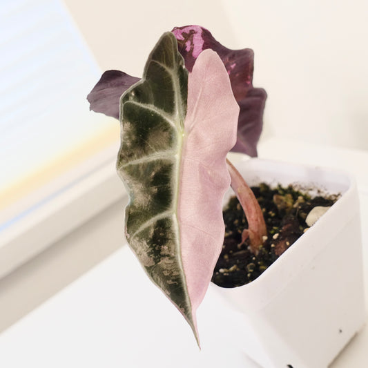 Alocasia Polly 'Pink&Albo'- 004
