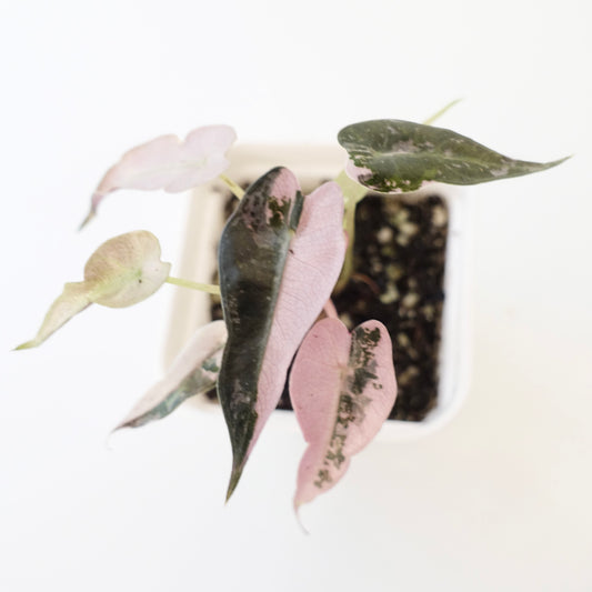 Alocasia Bambino Pink - 003