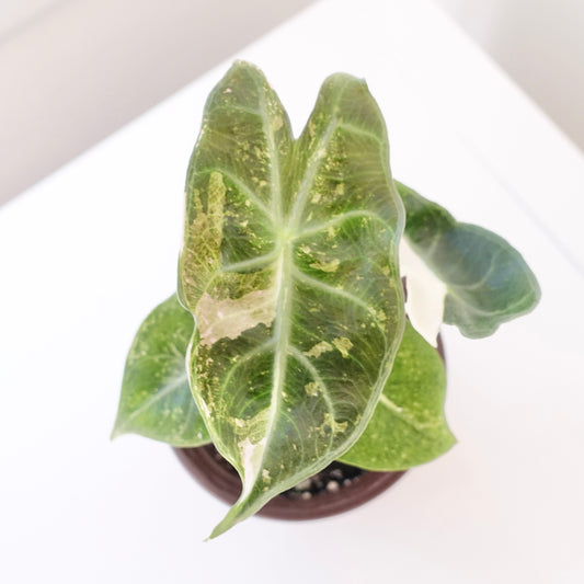 Alocasia Pink Dragon Albo - 001