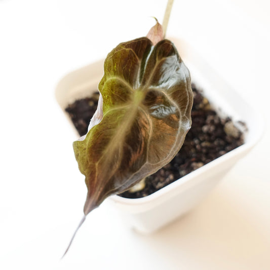 Alocasia Venom - 002