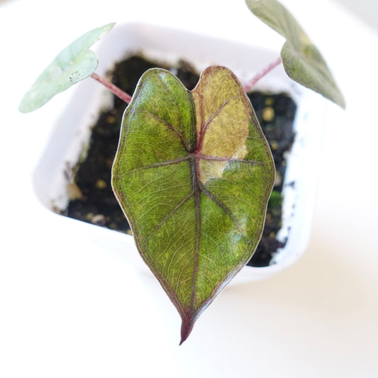 Alocasia Yucatan Princess 'Aurea'- 001