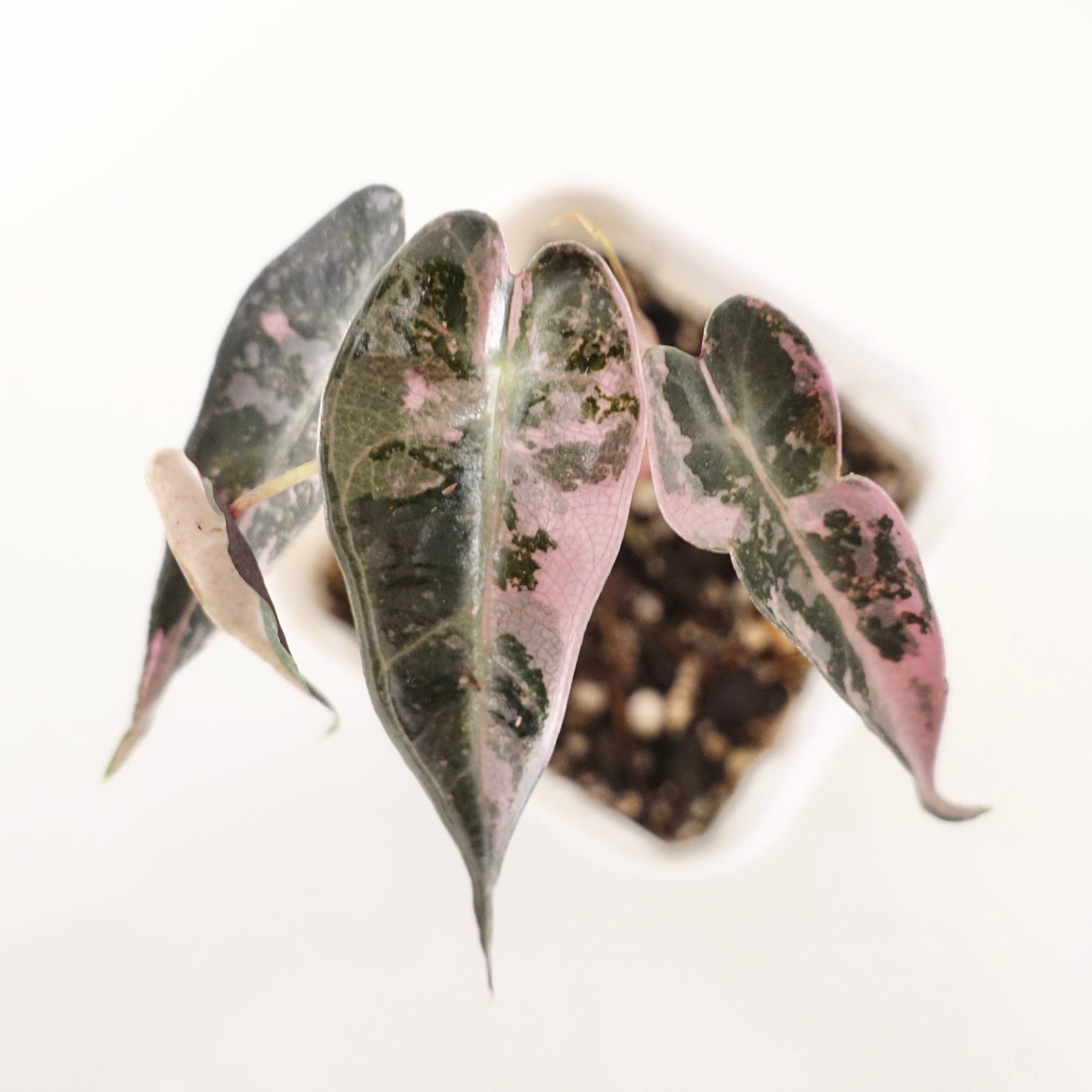 Alocasia Bambino Pink - 005